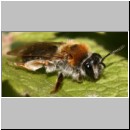 Andrena haemorrhoa - Sandbiene w08.jpg